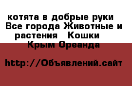 котята в добрые руки - Все города Животные и растения » Кошки   . Крым,Ореанда